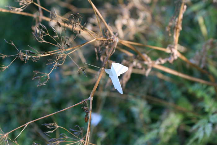 Moth Project