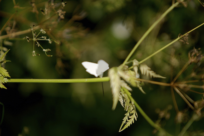 Moth Project